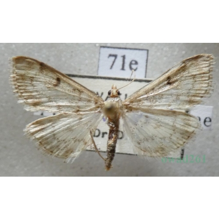 Anania perlucidalis (Hübner, 1809) Przezierka ostrożenianka Slovakia71e